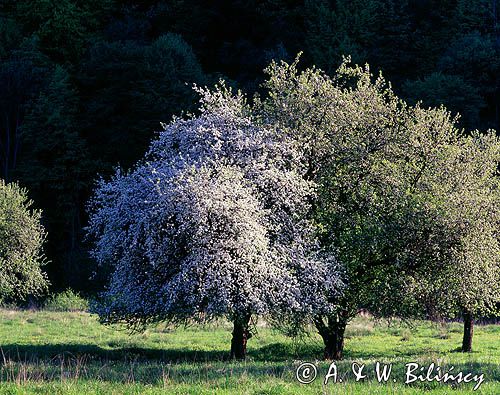 Beskid Niski Zapomniany sad