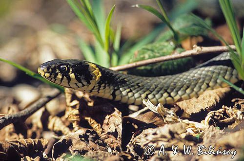 zaskroniec zwyczajny, Natrix natrix