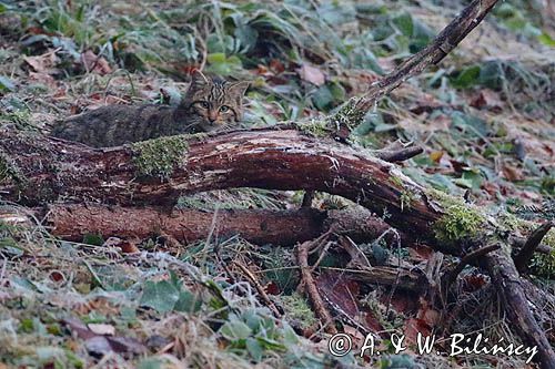 źbik europejski, Felis silvestris silvestris, Bieszczady