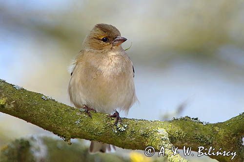 zięba, Fringilla coelebs, samica