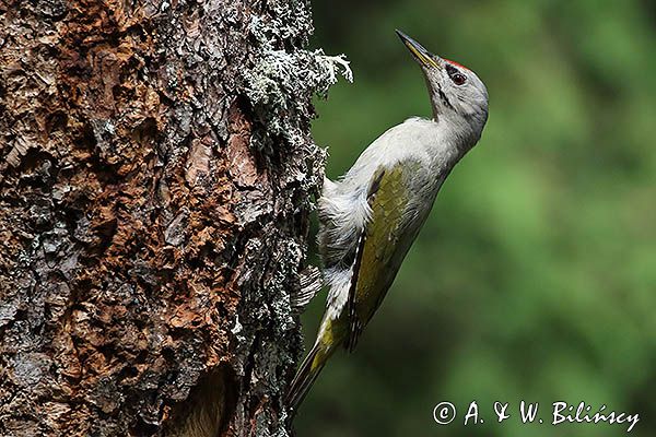 dzięcioł zielonosiwy Picus canus