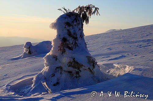 na Połoninie Wetlińskiej, Bieszczady