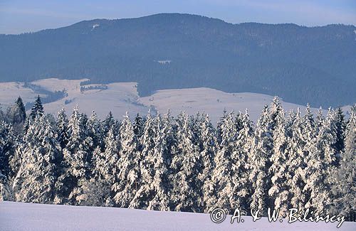 Widok z Pienin na Gorce