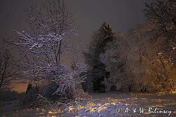 Drzewa nocą