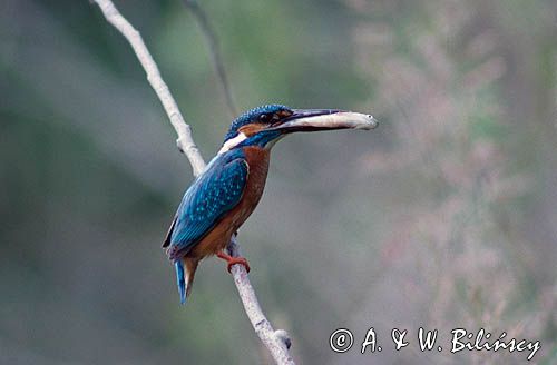 Zimorodek, Alcedo atthis, z rybką