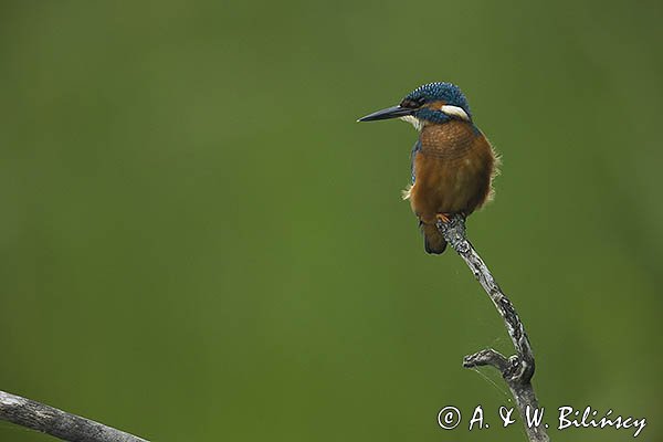 Zimorodek, Zimorodek zwyczajny, Alcedo atthis