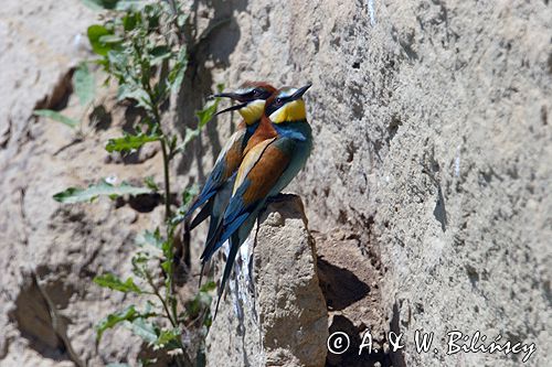 żołna Merops apiaster