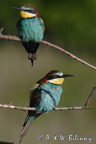 żołna Merops apiaster