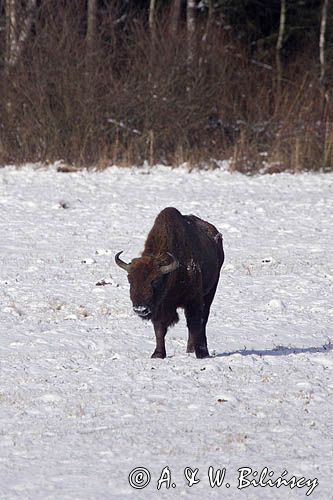 żubr