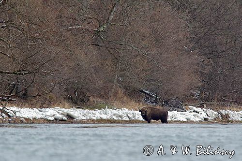 żubr, Bison bonasus, Bieszczady