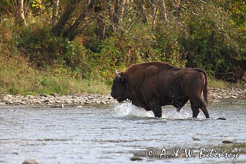 żubry, Bison bonasus, Bieszczady, rzeka San