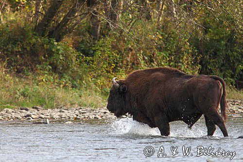 żubry, Bison bonasus, Bieszczady