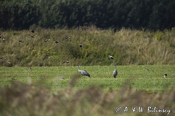 Czajka, Vanellus vanellus i żurawie, Grus grus