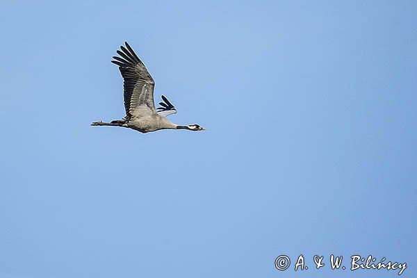 Żuraw zwyczajny, żuraw, żuraw popielaty, żuraw szary, Grus grus