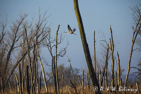 Żuraw zwyczajny, żuraw, żuraw popielaty, żuraw szary, Grus grus
