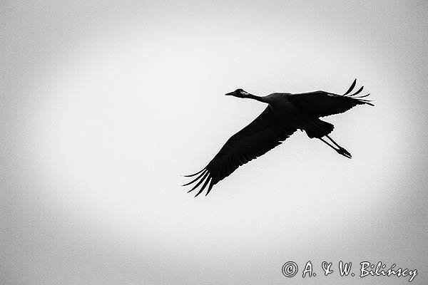 Żuraw zwyczajny, żuraw, żuraw popielaty, żuraw szary, Grus grus