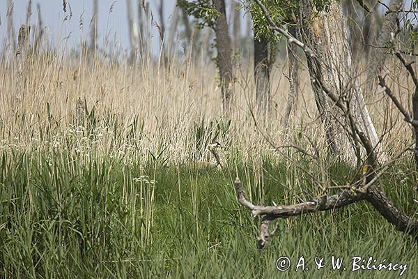 Żuraw zwyczajny, żuraw, żuraw popielaty, żuraw szary, Grus grus