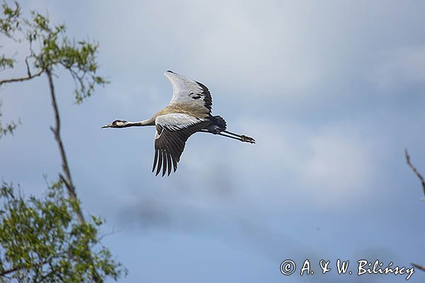 Żuraw zwyczajny, żuraw, żuraw popielaty, żuraw szary, Grus grus