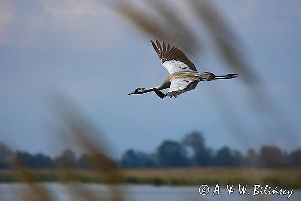 Żuraw zwyczajny, żuraw, żuraw popielaty, żuraw szary, Grus grus