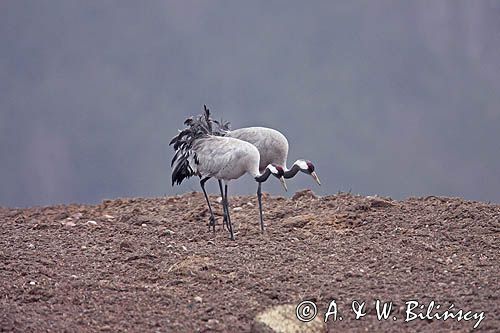 żurawie Grus grus