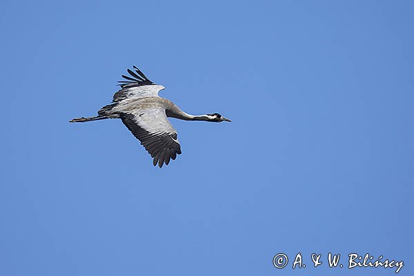 Żuraw zwyczajny, żuraw, żuraw popielaty, żuraw szary, Grus grus