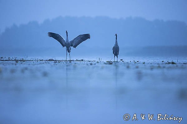 Żurawie, Grus grus