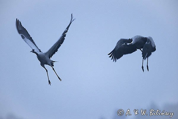 Żurawie, Grus grus