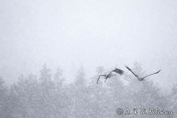 Żuraw zwyczajny, żuraw, żuraw popielaty, żuraw szary, Grus grus w śnieżycy