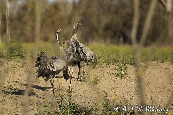 Żuraw zwyczajny, żuraw, żuraw popielaty, żuraw szary, Grus grus, zaloty