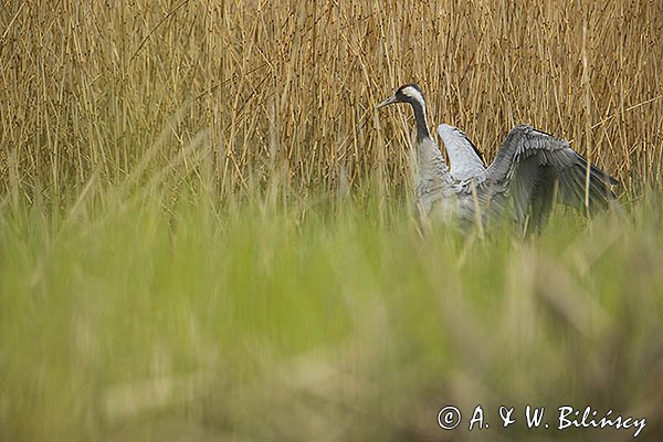 Żuraw zwyczajny, żuraw, żuraw popielaty, żuraw szary, Grus grus