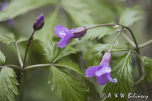 Żywiec gruczołowaty Dentaria glandulosa