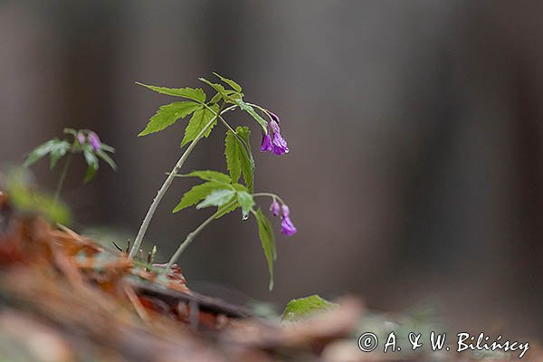 Żywiec gruczołowaty, Cardamine glanduligera