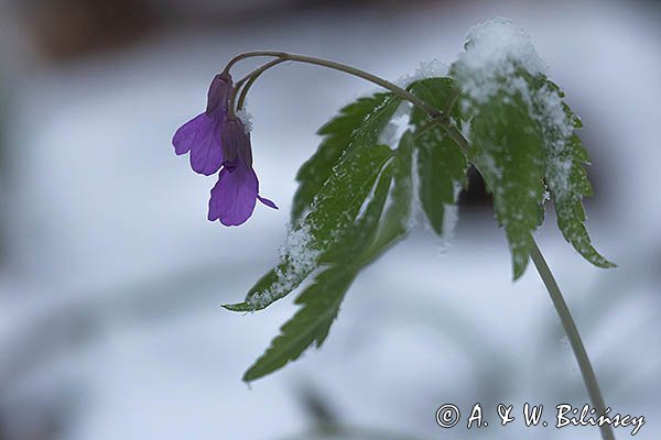 Żywiec gruczołowaty, Cardamine glanduligera