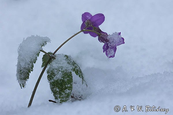 Żywiec gruczołowaty, Cardamine glanduligera