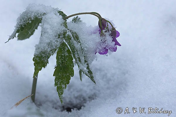 Żywiec gruczołowaty, Cardamine glanduligera