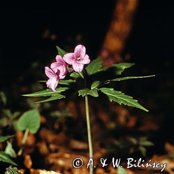 żywiec gruczołowaty Dentaria glandulosa)