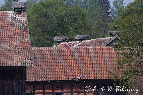 żywkowo, bociania wieś, bocian biały/ciconia ciconia/, Warmia