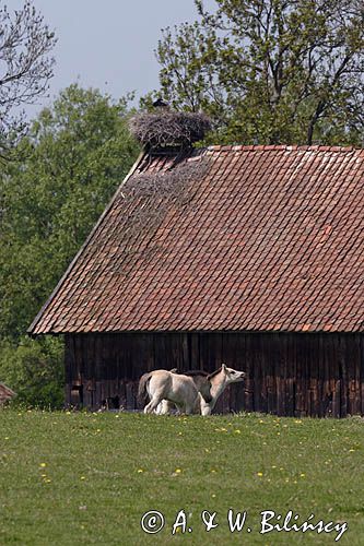 żywkowo, bociania wieś, bocian biały/ciconia ciconia/, Warmia