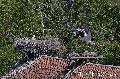 żywkowo, bociania wieś, bocian biały/ciconia ciconia/, Warmia