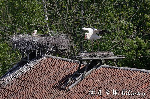 żywkowo, bociania wieś, bocian biały/ciconia ciconia/, Warmia