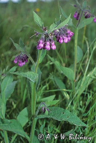 Żywokost lekarski Symphytum officinale L.)