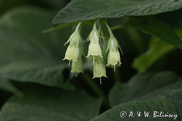 Żywokost sercowaty, Symphytum cordatum