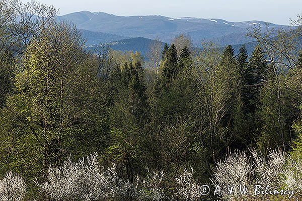 Widok z Żurawina na Połoniny, Bieszczady