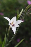 Acidantera dwubarwna - Acidanthera bicolor