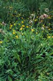 babka lancetowata Plantago lanceolata)