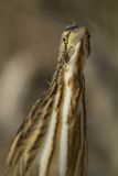 Bączek, Ixobrychus minutus, młodociany