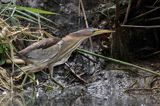 Bączek, Ixobrychus minutus, samica