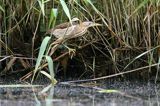 Bączek, Ixobrychus minutus, samica