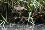Bączek, Ixobrychus minutus, samica