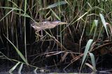 Bączek, Ixobrychus minutus, samica